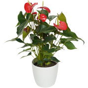 Interior Plant - Anthurium red + White Cachepot